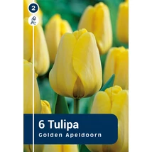 Vh 16254 Tulipa Darwin hybride Golden Apeldoorn 6db/cs 11/12