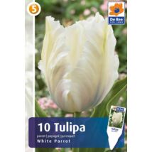 Vh16268 Tulipán Parrot White Parrot 10db/csom