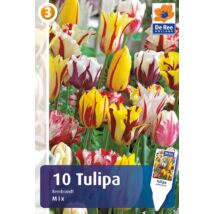Vh16287 Tulipán Rembrandt Mix 10db/csom