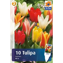 Vh16299 Tulipán Fosteriana Mix 10db/csom