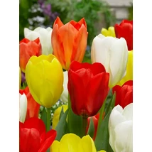 Vh 16299 Tulipa Fosteriana Fosteriana Mix 6db/cs 11/12