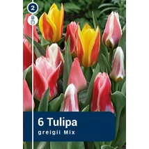 Vh 16304 Tulipa Greigii Greigii Mix 6db/cs 11/12