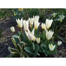 Vh 16305 Tulipa Greigii Concerto 6db/cs 11/12