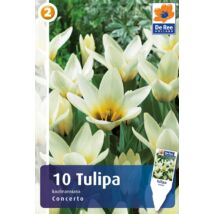 Vh16305 Tulipán Kaufmanniana Concerto 10db/cs