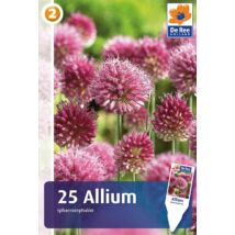Vh16389 Allium Spaerocephalon 25db/csom