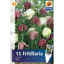 Vh 16410  Fritillaria Meleagris Mix 15db/cs 5/+