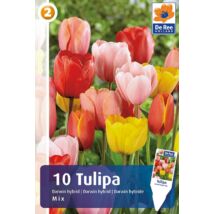 Vh16256 Tulipán Darwin Hybrid Mix 10db/csom