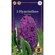 Vh 16506 Hyacinthus Supreme Woodstock 3db/cs 18/19