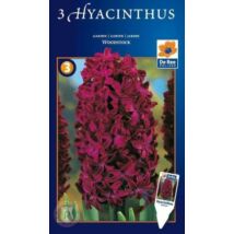 Vh16506 Hyacinthus Supreme Woodstock 3db/cs