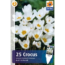 Vh16348 Crocus Botanical Ard schenk 25db/csom