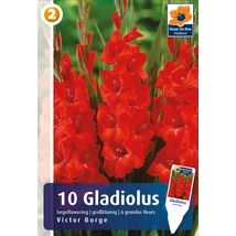 Vh08331 Gladiolus Largeflowering Victor Borge 10db/cs