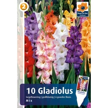 Vh08335 Gladiolus Largeflowering Mix 10db/cs