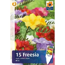 Vh08397 Freesia Single Mix 15db/cs