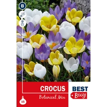 Vh 16012 Crocus botanical Mix 15db/cs 5/+