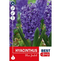 Vh16016 Hyacinth Blue Jacket 3db/cs