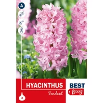 Vh 16017 Hyacinthus Fondant 3db/cs 14/15