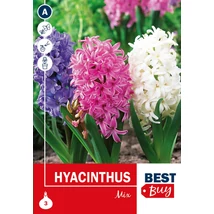 Vh16018 Hyacinth Mix 3db/cs