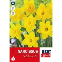Vh 16027 Narcissus trumpet Dutch Master 8db/cs 10/12
