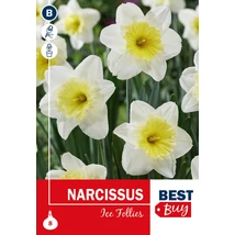 Vh16026 Narcis Ice Follies 8db/cs