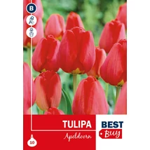 Vh 16004 Tulipa Darwin H. Apeldoorn 7db/cs 10/11
