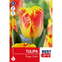 Vh 16030 Tulipa Darwin H. Banja Luka 5db/cs 10/11