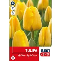 Vh 16002 Tulipa Darwin H. Golden Apeldoorn 5db/cs 10/11