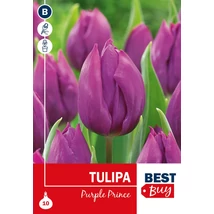 Vh 16001 Tulipa Single early Purple Prince 5db/cs 10/11
