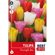 Vh 16041 Tulipa Triumph Mix 5db/cs 10/11