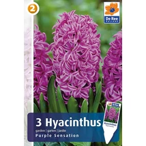 Vh16487 Hyacint Purple Sensation 3db/csom