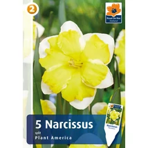 Vh16379 Narcisz Split Plant America 5db/csom