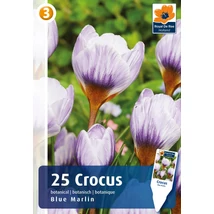 Vh 16380 Crocus Botanical Blue Marlin 25db/cs 5/+