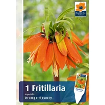 Vh 16381  Fritillaria Imperialis Oange Beauty 1db/cs 20/24