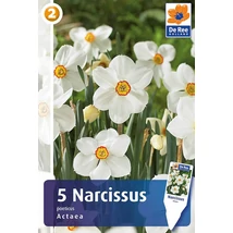 Vh 16326 Narcissus Small cupped Actaea 5db/cs 12/14