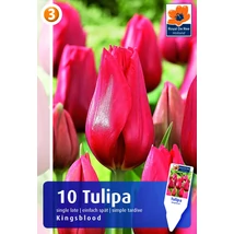 Vh16260 Tulipán Single late Kingsblood 10db/csom