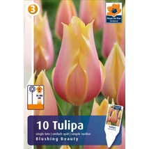 Vh16805 Tulipán Single Late  Blushing Beauty 10db/csom