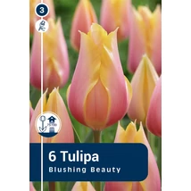 Vh 16805 Tulipa Single late Blushing Beauty (long stems) 6db/cs 11/12