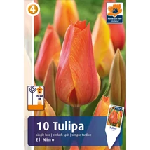 Vh16808 Tulipán Single Late El Nino 10db/csom