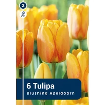 Vh 16253 Tulipa Darwin hybride Blushing Apeldoorn 6db/cs 11/12