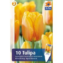 Vh16253 Tulipán Darwin Hybrid Blushing Apeldoorn 10db/csom