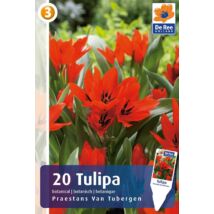 Vh16291 Tulipán Botanical Praestans van Tubergen 20db/csom