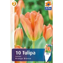 Vh16296 Tulipán Fosteriana Orange Breeze 10db/csom