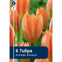 Vh 16296 Tulipa Fosteriana Orange Breeze 6db/cs 11/12