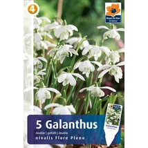 Vh 16413  Galanthus double nivalis Flore Pleno 5db/cs 5/+