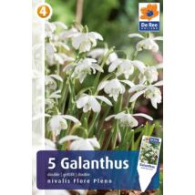 Vh16413 Hóvirág Galanthus Flore Pleno 5db/csom