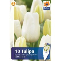 Vh16452 Tulipán Single Late Catherina 10db/csom