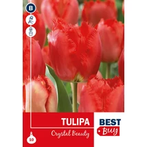Vh 16029 Tulipa Crispa Crystal Beauty 5db/cs 10/11