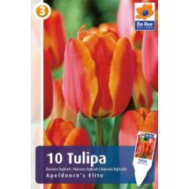 Vh16251 Tulipán Darwin Hybrid Apeldoorn's Elite 10db/csom