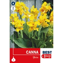 Vh08056 Canna Yara 1db/cs