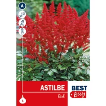 Vh08072 Astilbe Red 1db/cs