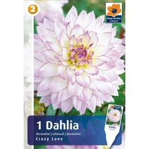 Vh08501 Dahlia Decorative Crazy Love 1db/cs